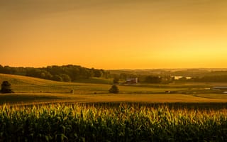 Картинка поле, кукуруза, простор