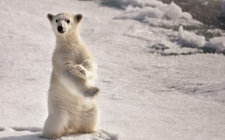 Картинка белый медведь, снег, лед