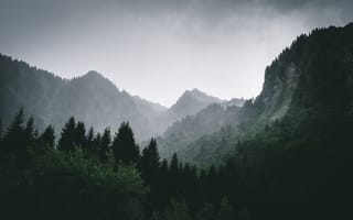 Картинка горы, лес, туман
