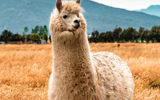 Картинка лама, животное, пушистый