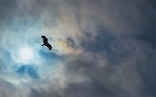 Картинка орел, птица, крылья