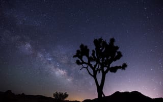 Картинка дерево, звездное небо, вечер