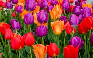 Картинка тюльпаны, цветы, разноцветный