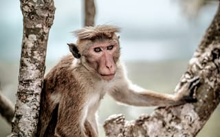 Картинка макака, обезьяна, животное