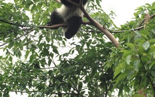 Картинка панда, животное, забавный