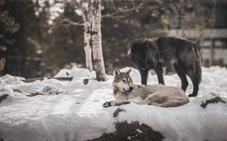 Картинка волки, хищники, дружба