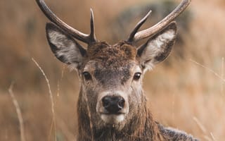 Картинка олень, рога, взгляд