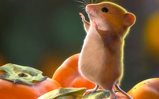 Картинка мышь, грызун, милый