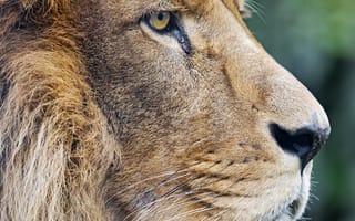 Картинка лев, хищник, большая кошка