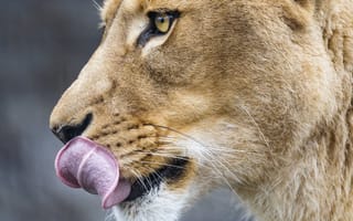Картинка львица, большая кошка, высунутый язык