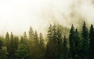 Картинка ель, лес, туман