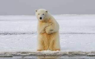 Картинка полярный медведь, медведь, забавный