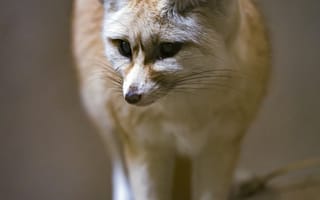 Картинка фенек, лиса, милый