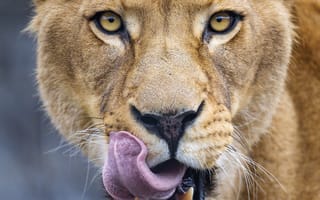 Картинка львица, высунутый язык, хищник