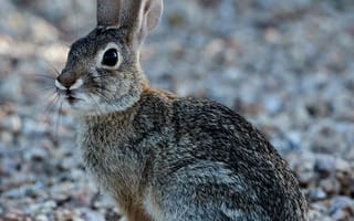 Картинка кролик, животное, пушистый
