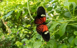Обои тропическая бабочка, бабочка, крылья