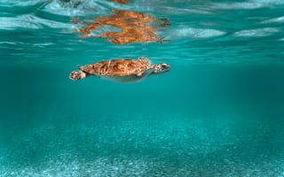 Картинка черепаха, животное, подводный мир