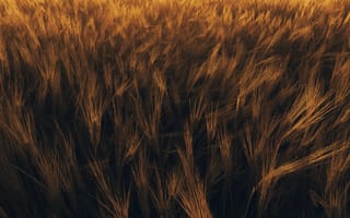 Картинка колосья, пшеница, растение
