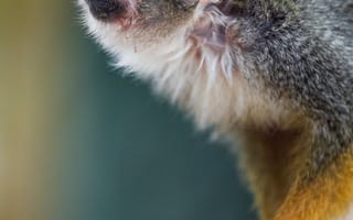 Картинка мартышка, обезьяна, взгляд