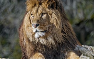 Картинка лев, хищник, большая кошка