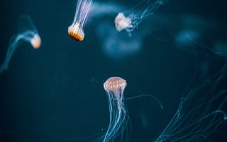 Картинка медузы, щупальце, подводный мир