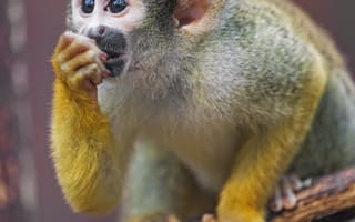 Картинка мартышка, обезьяна, детеныш