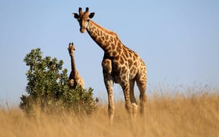 Картинка жираф, животное, саванна