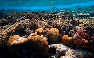 Картинка кораллы, водоросли, подводный мир