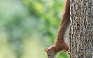 Картинка белка, животное, забавный