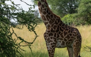 Картинка жираф, животное, саванна