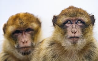 Картинка макака, обезьяна, взгляд