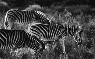 Картинка зебры, зебра, чб