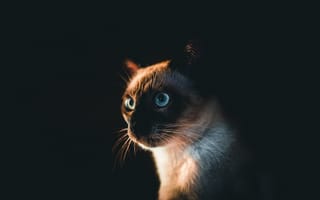 Картинка кот, питомец, взгляд