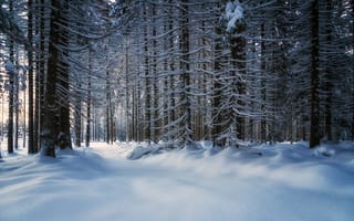 Картинка деревья, снег, заснеженный