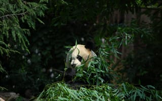 Картинка панда, животное, бамбук