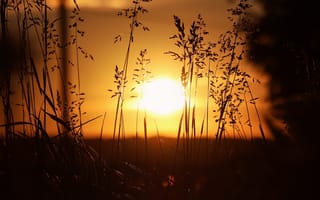Картинка закат, солнце, трава