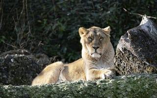 Обои львица, хищник, большая кошка