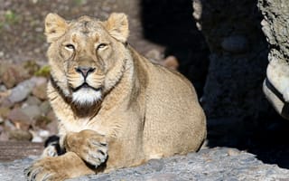 Картинка львица, большая кошка, хищник