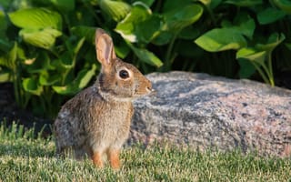 Картинка кролик, животное, профиль