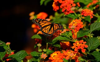 Картинка бабочка монарх, бабочка, крылья
