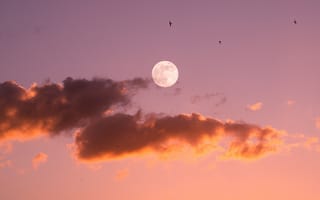 Картинка луна, птицы, закат