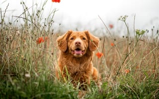 Картинка ретривер, собака, высунутый язык