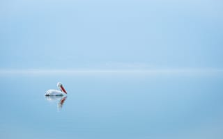 Картинка пеликан, птица, вода