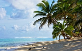 Картинка пляж, пальмы, море