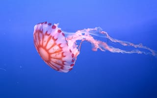 Картинка медуза, щупальце, красивый