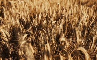 Картинка пшеница, колосья, поле