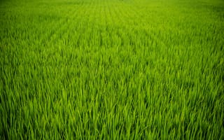 Картинка трава, растение, поле