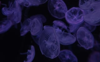 Картинка медузы, темный, красиво