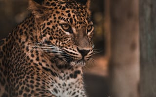Картинка леопард, большая кошка, взгляд
