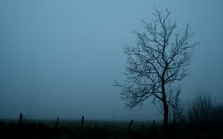 Картинка дерево, ветки, туман